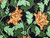 Dressmaking Fabric | Lillian Floral Viscose Crepe - Black | Fabric Godmother