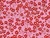 Dressmaking Fabric | Liberty Fabrics Silk Crepe de Chine Mitsi Mingle - Pink & Red | Fabric Godmother 