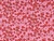 Dressmaking Fabric | Liberty Fabrics Silk Crepe de Chine Mitsi Mingle - Pink & Red | Fabric Godmother 