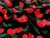 Dressmaking Fabric | Mon Cheri Viscose Crepe - Black | Fabric Godmother