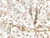 Dressmaking Fabric | Garden of Birds Cotton Dobby - White | Fabric Godmother 