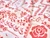 Dressmaking Fabric | Sampler Viscose & Linen - Ivory | Fabric Godmother