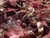 Dressmaking Fabric | Vilma Floral Metallic Brocade - Burgundy | Fabric Godmother 