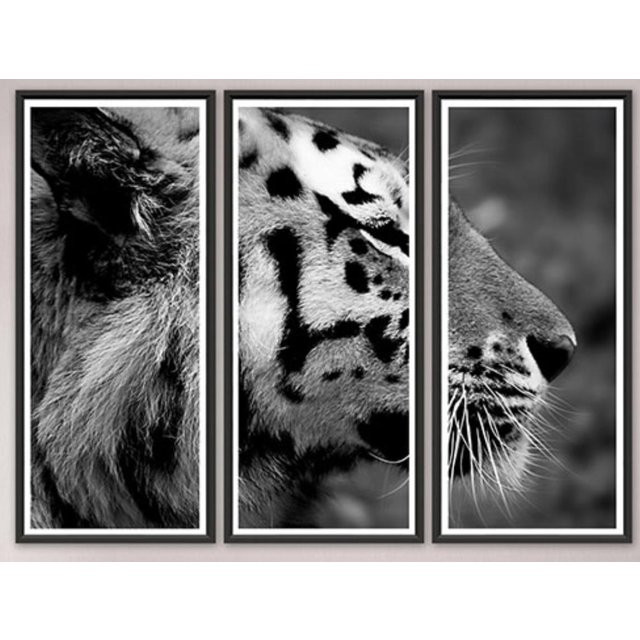 Trowbridge “Tiger” Photo Triptych by Jamie Thorn - Set of 3 - 14th