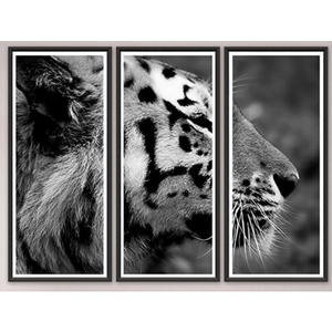 Trowbridge “Tiger” Photo Triptych by Jamie Thorn - Set of 3