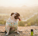 Pepper Spray and Dogs: 4 Things You Need to Know