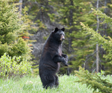 Does Bear Repellent Spray Actually Work? The Most Googled Bear Spray Questions, Answered
