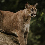 ​How to Deter Mountain Lions: Mountain Lion Encounters on the Rise