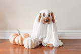 No Tricks, Just Treats: Tips for a Safe Halloween