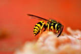 Why Wasp Spray for Self-Defense Against Humans Won't Work: A Chemist Explains
