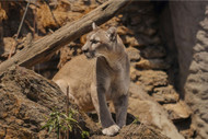 Mountain Lion Safety: Everything You Need To Know About Mountain Lions