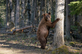 A bear standing up grabbing a tree trunk with its front paws.