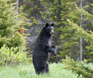 A bear standing up grabbing a tree trunk with its front paws.