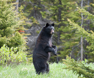 Does Bear Repellent Spray Actually Work? The Most Googled Bear Spray Questions, Answered