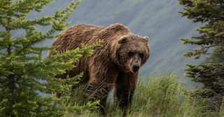 Closeup of a grizzly-bear in nature