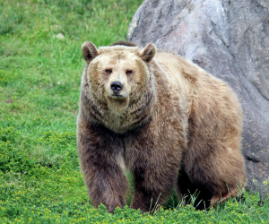 Grizzly Bear vs Black Bear: Key Differences & How to Stay Safe - SABRE