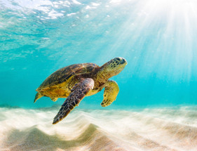 World Oceans Day World Oceans Day