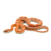 Sunkissed Corn Snake (Pantherophis guttata)