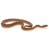 Rosy Corn Snake (Pantherophis guttata)