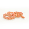 Candy Cane Corn Snake (Pantherophis guttata)