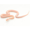 Snow Striped Corn Snake (Baby)