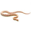 Snow Corn Snake (Pantherophis guttata)