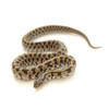 Prairie King Snake (Lampropeltis calligaster)