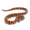 Black Milk Snake