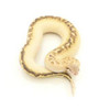 Ivory Blood Python (Python brongersmani)