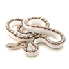 Licorice Rat Snake  (Elaphe obsoleta)