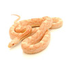 Albino Black Rat Snake (Pantherophis obsoletus)