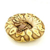 Pastel Butter Ghost Ball Python (Python regius) one male