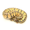 Super Pastel Ball Python (Python regius)