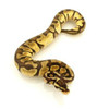 Pastel Enchi Ball Python (Python regius)