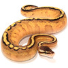 Pastel Yellowbelly Stripe Ball Python