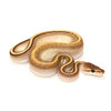 Butter Stripe Ball Python (Python regius)