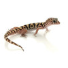 Yucatan Banded Gecko