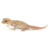 Xanthic Banded Panther Gecko (Pareodura pictus) Adult