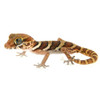 Panther Gecko (Pareodura pictus) Baby