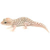 Anerythristic Panther Gecko (Pareodura pictus) Adult