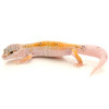 Enigma Leopard Gecko (Eublepharis macularius) Adult