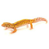 Striped  Albino Leopard Geckos for sale.