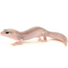 Super Snow Blizzard Leopard Gecko (Eublepharis macularius) Adult