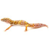 Albino Leopard Gecko for sale
