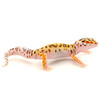 Bell Albino Enigma Leopard Gecko (Eublepharis macularius) BABY