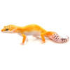 High Colored Leopard Gecko (Eublepharis macularius) Adult