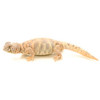 Ornate Uromastyx (Baby)