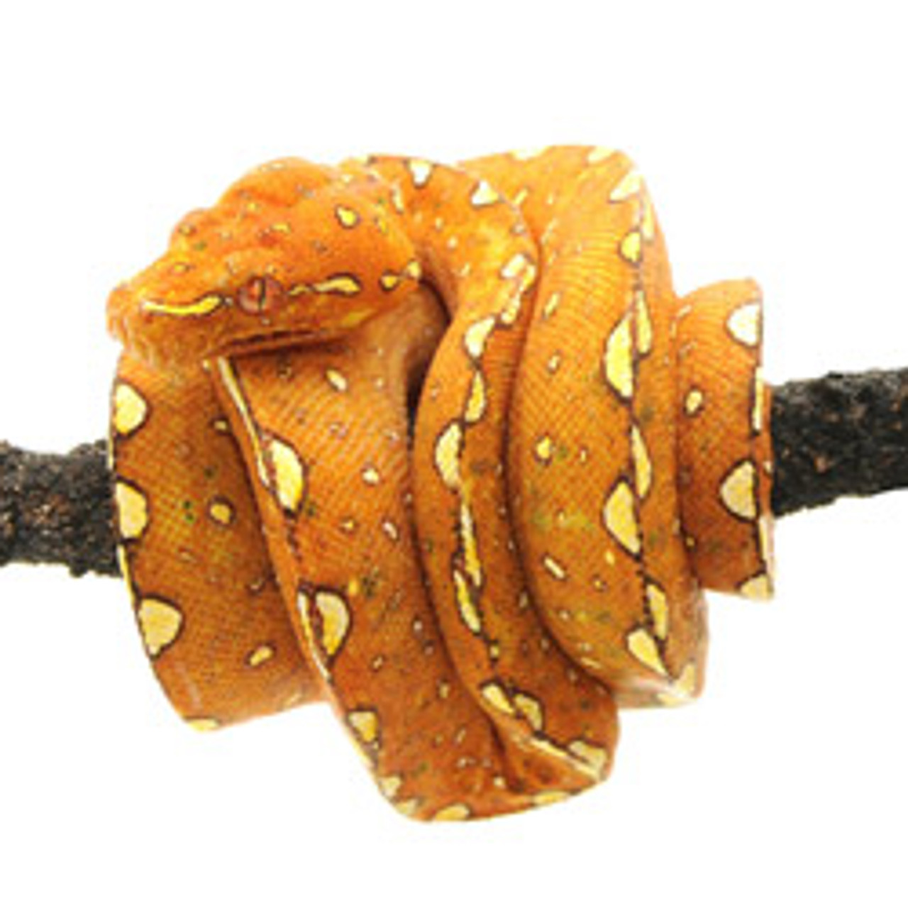 Biak Green Tree Python for sale from ReptMart.com