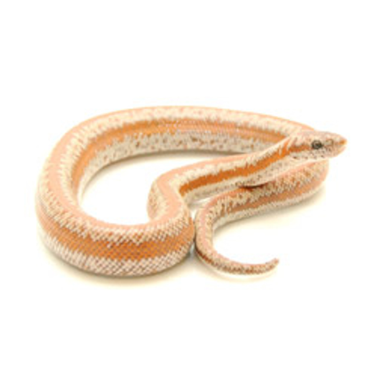 Rosy Boa (Lichanura trivirgata) ADULTS