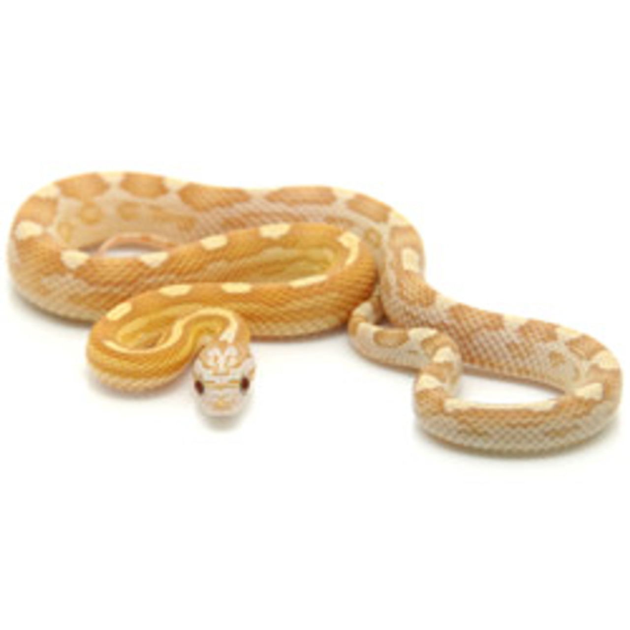 Gold Dust Motley Corn Snake (Pantherophis guttata)